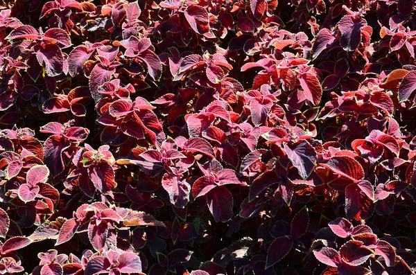 Urzică Pictată Frunze Decorative Variate Fundal Frunzele Roșii Galbene Verzi — Fotografie, imagine de stoc