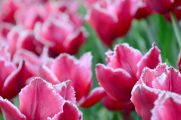 Imagen Hermosos Tulipanes Las Profundidades Poco Profundas Del Campo Campo — Foto de Stock