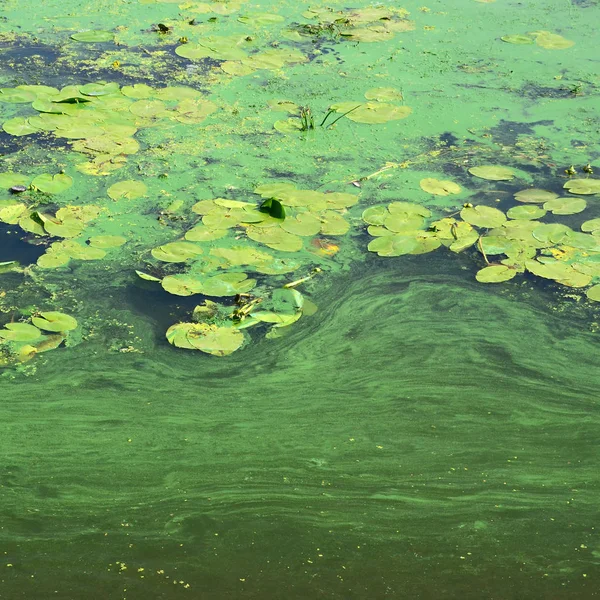 Povrch Staré Bažiny Pokryté Okřehku Lily Listy Mnoho Malých Zelených — Stock fotografie