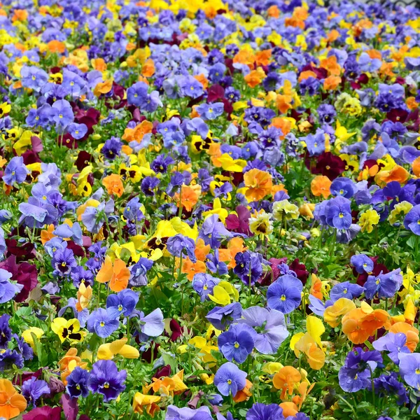 Flores Pensamientos Multicolores Como Fondo Tarjeta Campo Maricones Coloridos Con — Foto de Stock