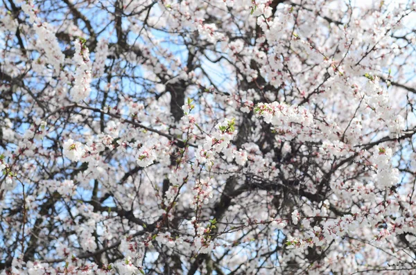 Rózsaszín Alma Virágok Fehér Virágok Tavasszal Kék Háttér — Stock Fotó