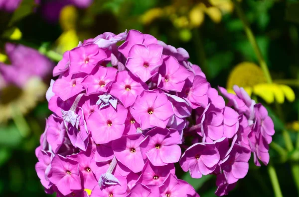 Lila Trädgård Phlox Paniculata Rosa Blommor Sommar Bakgrund Blommönster Lila — Stockfoto