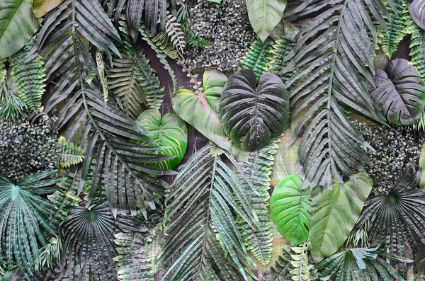 Tropical Green Leaves Background Fern Palm Monstera Deliciosa Leaf Wall — Stock Photo, Image