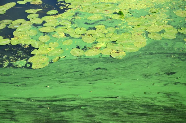 Surface Old Swamp Covered Duckweed Lily Leaves Many Small Green — Stock Photo, Image