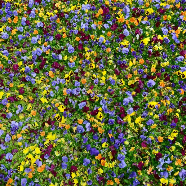 多色パンジー花や背景やカードとしてパンジー 白黄色と紫パンジー花視点で花壇に色鮮やかなパンジーのフィールド — ストック写真