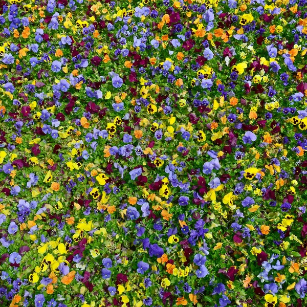 Mehrfarbige Stiefmütterchen Oder Stiefmütterchen Als Hintergrund Oder Karte Feld Von — Stockfoto