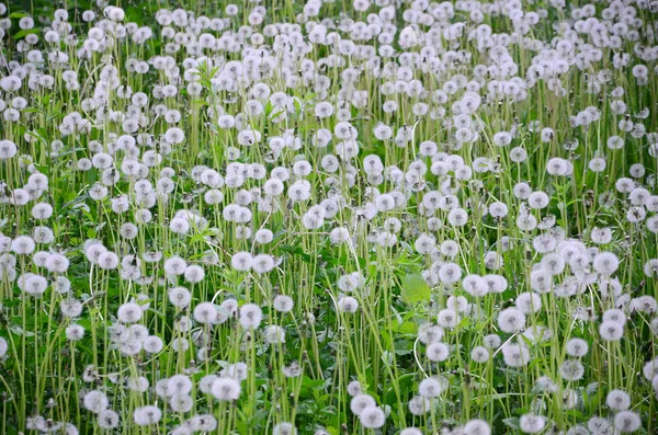 Branco Macio Dente Leão Flor Natureza Fundo Natural Muitas Flores — Fotografia de Stock