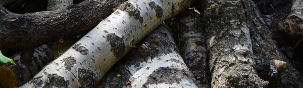 Closeup Firewood Old Poplar Rough White Bark Felling Trees — Stock Photo, Image