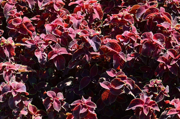Geschilderde Brandnetel Decoratieve Bonte Bladeren Achtergrond Rood Geel Groen Bladeren — Stockfoto