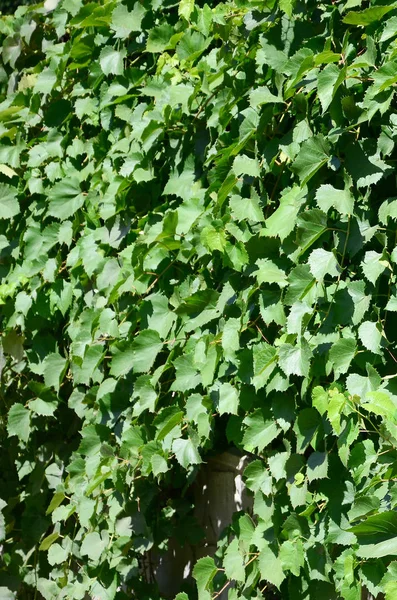 Tekstury Ściany Porośnięte Bluszczem Zielonych Liści Winnicy Zbliżenie — Zdjęcie stockowe