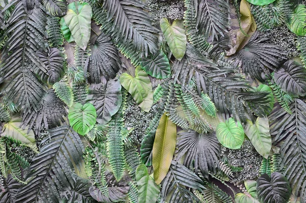 热带绿叶的背景 蕨类植物 棕榈和山花叶在墙上 花卉丛林模式概念背景关闭 — 图库照片