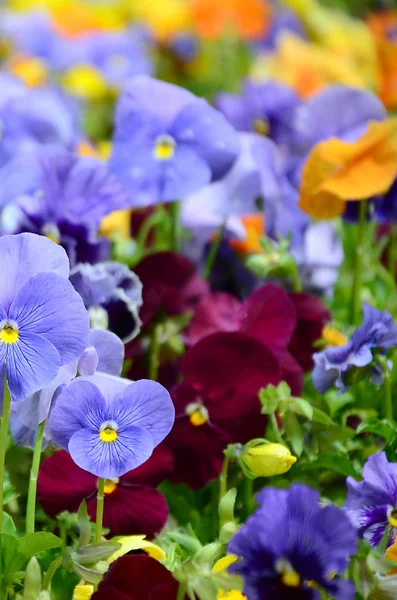 Multicolor Pansy Bloemen Viooltjes Als Achtergrond Kaart Gebied Van Kleurrijke — Stockfoto
