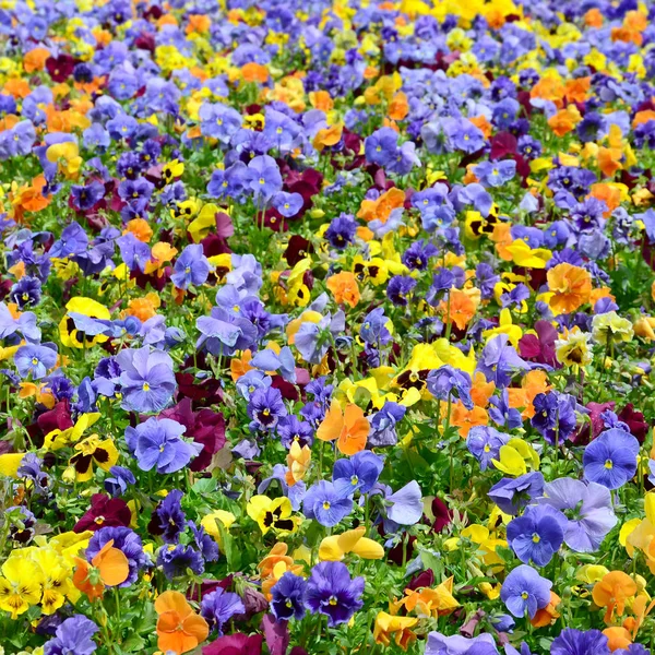 Flores Pensamientos Multicolores Como Fondo Tarjeta Campo Maricones Coloridos Con — Foto de Stock