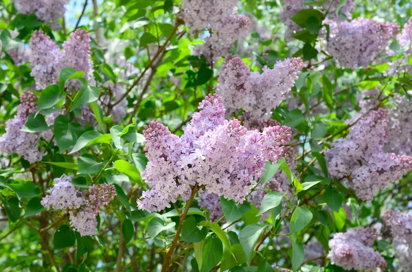 Branches Lilas Violet Feuilles Vertes Arrière Plan Avec Belle Branche — Photo