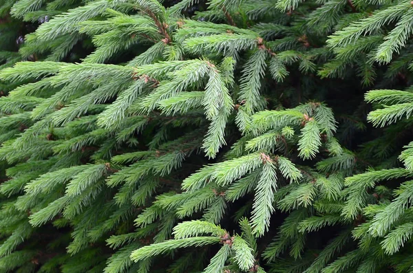 Fluffy Green Fir Tree Brunch Close Christmas Wallpaper Concept Copy — Stock Photo, Image