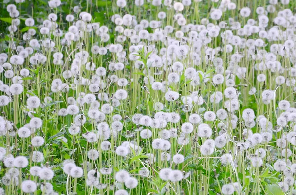 White Fluffy Dandelions Flower Nature Natural Background Many Flowers Green — Stock Photo, Image