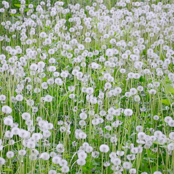 Branco Macio Dente Leão Flor Natureza Fundo Natural Muitas Flores — Fotografia de Stock