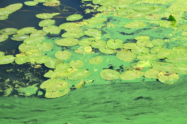 Povrch Staré Bažiny Pokryté Okřehku Lily Listy Mnoho Malých Zelených — Stock fotografie