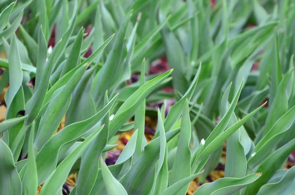 许多来自红色郁金香的绿色茎生长在靠近的花坛中 — 图库照片