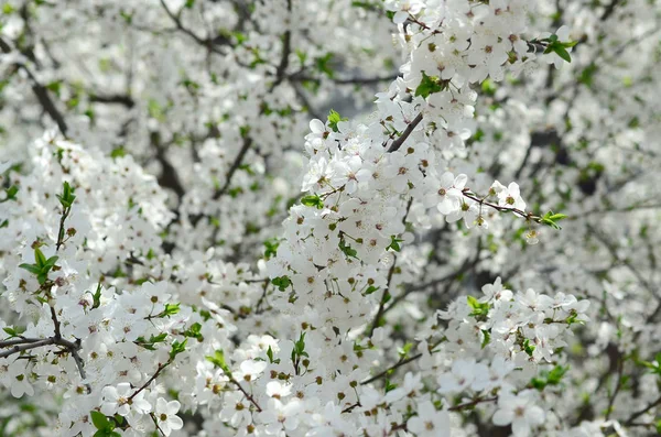 Close Árvore Maçã Verde Florescente Com Flores Brancas Jardim — Fotografia de Stock