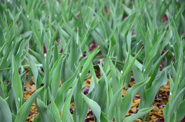 Beaucoup Tiges Vertes Tulipes Rouges Poussent Dans Lit Fleurs Près — Photo