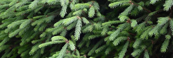 Nadýchané Zelené Fir Tree Brunch Zblízka Vánoční Tapety Koncept Kopie — Stock fotografie