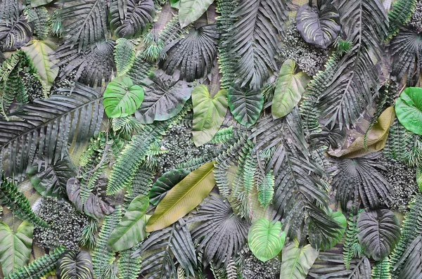 Foglie Verdi Tropicali Sfondo Felce Palma Monstera Deliciosa Foglia Sulla — Foto Stock