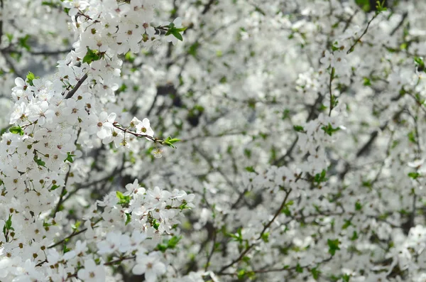 庭の白い花を開花の緑のりんごの木のクローズ アップ — ストック写真