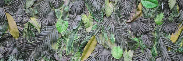 Hojas Verdes Tropicales Fondo Helecho Palma Hoja Monstera Deliciosa Pared —  Fotos de Stock