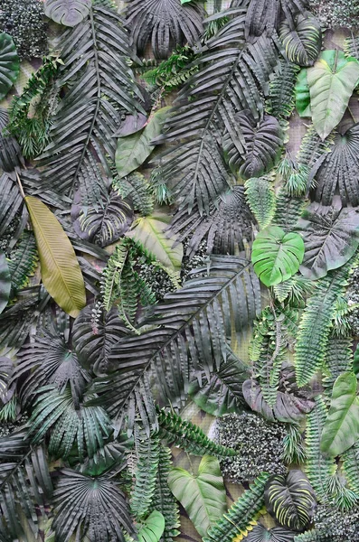 Hojas Verdes Tropicales Fondo Helecho Palma Hoja Monstera Deliciosa Pared — Foto de Stock