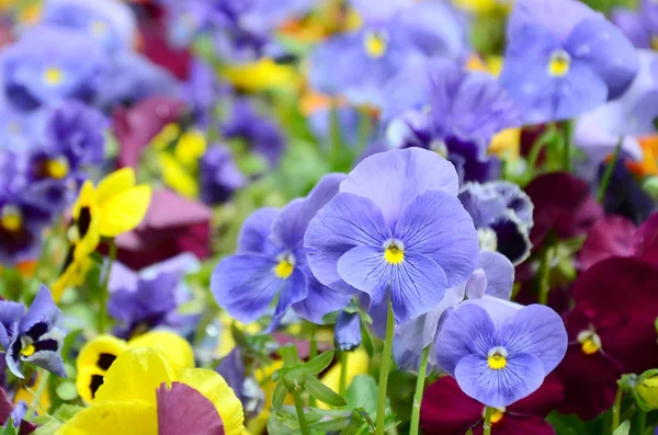 Fiori Multicolori Viole Del Pensiero Come Sfondo Carta Campo Margherite — Foto Stock