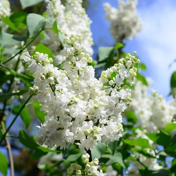 Takken Van Witte Lila Groene Bladeren Achtergrond Met Mooie Bloeiende — Stockfoto