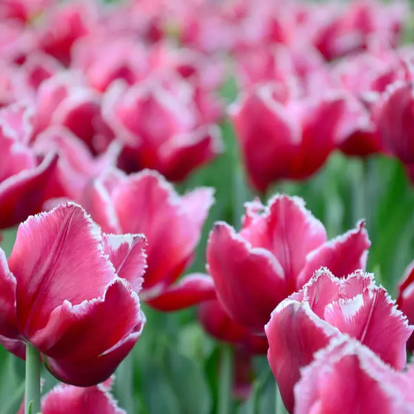 Imagen Hermosos Tulipanes Las Profundidades Poco Profundas Del Campo Campo — Foto de Stock