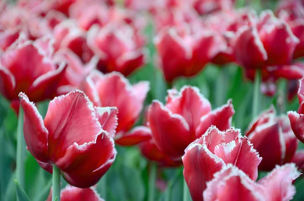 Imagen Hermosos Tulipanes Las Profundidades Poco Profundas Del Campo Campo — Foto de Stock