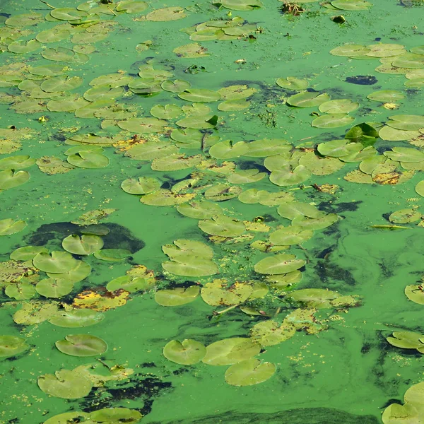 Die Oberfläche Eines Alten Sumpfes Der Mit Wasserlinsen Und Lilienblättern — Stockfoto