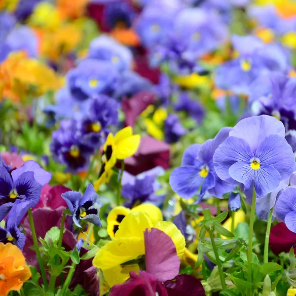 Fiori Multicolori Viole Del Pensiero Come Sfondo Carta Campo Margherite — Foto Stock