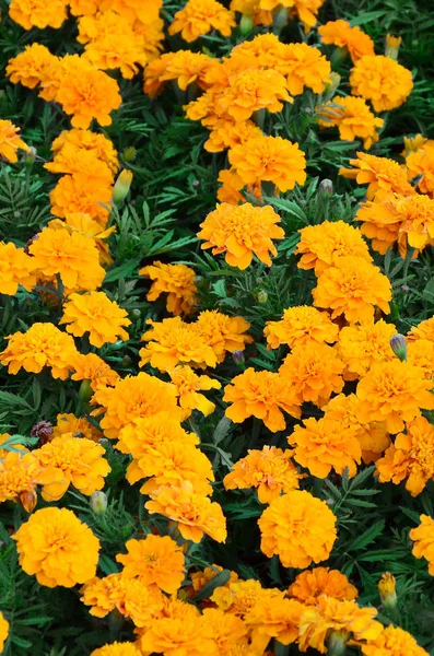 Gran Número Hermosas Caléndulas Amarillas Florecieron Parterre Aire Libre Vista — Foto de Stock