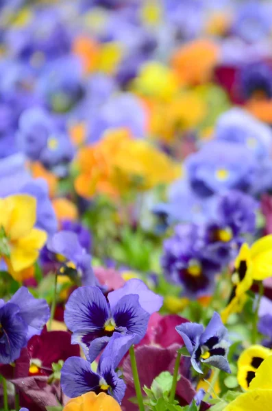 Multicolor Pansy Flowers Pansies Background Card Field Colorful Pansies White — Stock Photo, Image