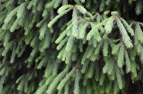 Fluffy Green Fir Tree Brunch Close Christmas Wallpaper Concept Copy — Stock Photo, Image