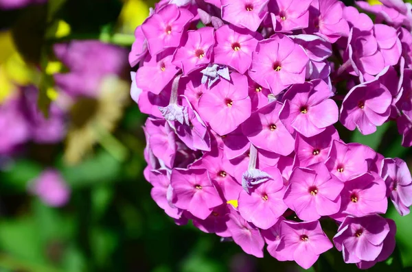 Purple Garden Phlox Paniculata Pink Flowers Summer Background Floral Pattern — Stock Photo, Image