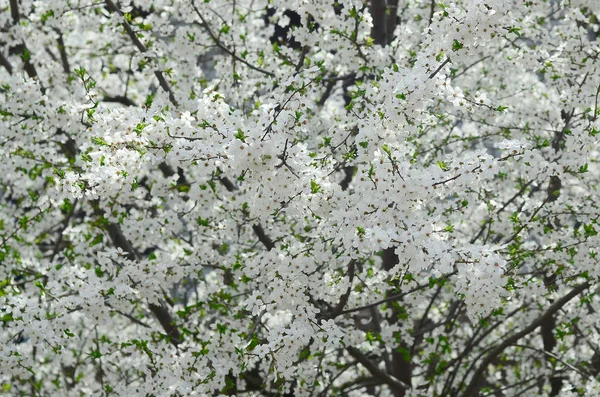 Közelkép Virágzó Zöld Alma Fehér Virágokat Kertben — Stock Fotó