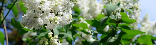 Ágai Fehér Lila Zöld Levelek Szép Virágzó Ága Lila Háttér — Stock Fotó