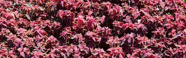 Geschilderde Brandnetel Decoratieve Bonte Bladeren Achtergrond Rood Geel Groen Bladeren — Stockfoto