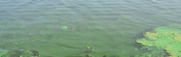 古い沼の表面が藻で覆われ ユリの葉します 暗い水の背景に多くの小さい緑の葉 — ストック写真