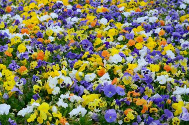 Çok renkli homo çiçek veya arka plan veya kart olarak hercai menekşe. Çiçekli Beyaz Sarı ve mor homo flowerbed perspektif üzerinde renkli hercai menekşe alan.