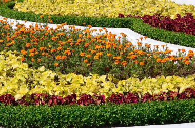 Coleus saksı. Doğal coleus bitkinin güzel bakış açısı bahçede yaz güneşli gün bırakır.
