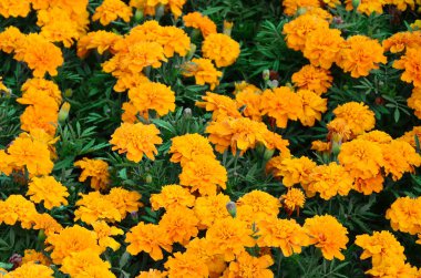 Çok sayıda güzel bloomed sarı marigolds bir açık hava flowerbed içinde. Üstten görünüm