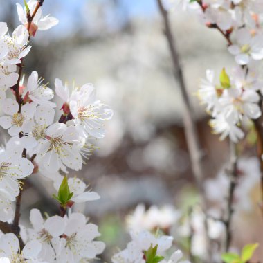 Mavi gökyüzü arka plan bahar beyaz çiçekli pembe elma ağacı çiçekleri