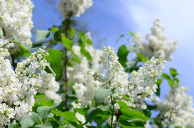 Beyaz Lila ve yeşil yaprakları dallarında. Arka plan güzel çiçek leylak dalı ile