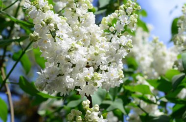 Beyaz Lila ve yeşil yaprakları dallarında. Arka plan güzel çiçek leylak dalı ile